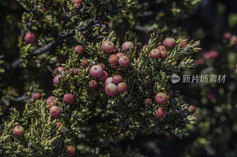 细叶植物(Leptecophylla tameiae)，夏威夷语为Pūkiawe，是石南科(Ericaceae)中的一种开花植物，原产于夏威夷和马克萨斯群岛。在森林中，它可以长到4.6米(15英尺)高